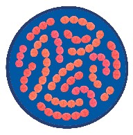 Thermophilus Streptococcus